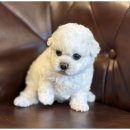 도그마루 이미지