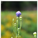 스무고개 이미지