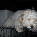 대송 초등학교 이미지