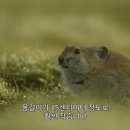판다토끼