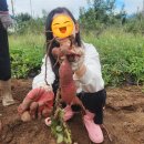 덕현 제3농장 | [공지] 대구 근교 팔공산 아이랑 체험 사과체험농장에서 고구마 사과 수확 후기