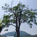 오리나무 이미지