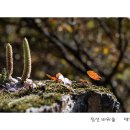 바위 솔 이미지