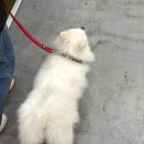 반려견 돌봄센터 일구삼 | [수원 펫페어] 펫앤모어 금요일 방문 후기! 주차부터 득템, 무료 훈련 상담까지