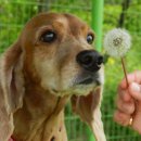 민들레양계장 | 안성 애견운동장 - 안성 클로버독 나들이 이야기 2탄