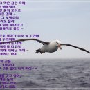 알바트로스 이미지