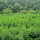 김세철농장 이미지