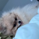송현동 강아지 | [인천 송현동 강아지미용] 멍멍미용실✂️ 포메 곰돌이컷 대만족 후기🐶