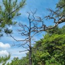 칠보산휴게소 이미지