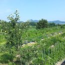 옥천 농장 이미지