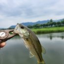 조행 | 🎣 장마 전 마지막 조행! 청도천 3개 포인트 완전정복기 ⛈️