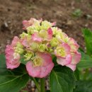 오늘밭