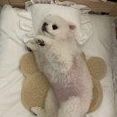 슈가브리움 이미지