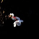 춘천댐 벚꽃 이미지