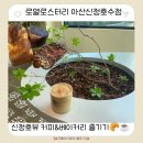 네박자 | 아산 카페 추천 아이와 함께 가기 좋은 신정호 로열로스터리 코코넛커피클라우드 초코하트크로와상 후기