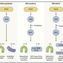 Re: 산화질소 signaling 2022년 Cell(영향력지수 45) 이미지