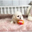 강아지 미용 이미지