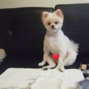 펫비스트로 | 강아지수제간식 펫비스트로 후기