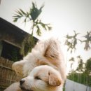 24일산우리동물병원 이미지