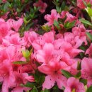 온양초등학교 이미지