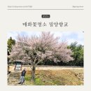 경남 밀양 가볼만 한 곳 매화꽃 명소 밀양향교 (feat.개화율, 포토존)