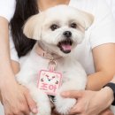 AOW(아오와) 이미지