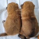 수원시바견 이미지