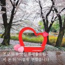 황새울공원 내 | 분당 벚꽃 맛집 서현 황새울공원 비 온 뒤 '이렇게' 변했습니다