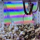 버블뽑기 이미지