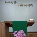 2월19일 연꽃동백 이미지