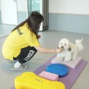 옐레드 애견유치원 애견호텔 하남미사점 이미지