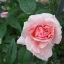 로얄바카라 이미지