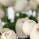 와이에스팜 이미지