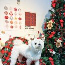 카페몽몽 이미지