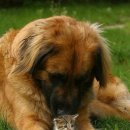 야옹이와 멍멍이 이미지