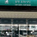 놀면묘하냥 고양이카페 이미지