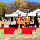 서울애견 이미지