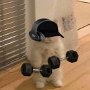 혼자왔짐 이미지