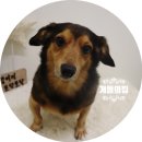 개들의 집 이미지