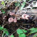적갈색애주름버섯 이미지