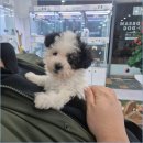 드림독 강아지분양 안심분양센터 김포점 | 드림독 강아지분양 안심분양센터 김포점 활용한 반려견 건강 상태 확인과 초보 보호자 위한 올바른 입양...