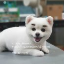 이개내고양이 이미지