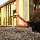 고양이 행복 쉼터 이미지