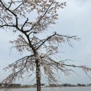 [24.04 강릉여행3] 경포호수 벚꽃 및 자전거 라이딩 강릉바이크스토리 가격 및 후기