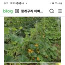 아시아종묘 단호박품종 구리지망 이미지