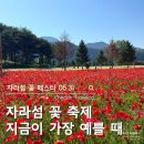 자라섬 꽃축제 5월 31일 후기｜양귀비·안개꽃·수국 개화상황, 입장료·주차 총정리