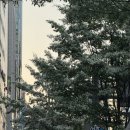 메가커피 신메뉴 컵빙수 팥빙젤라또 말차젤라또팥빙 파인망고코코스무디 후기 비교