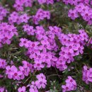 패랭이공원 이미지