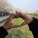 영등포봄한방병원 | 서울 안양천 벚꽃 절정 오목교역 도보 5분 벚꽃길 방문 후기 + 주차