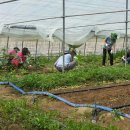 삼도농장 이미지